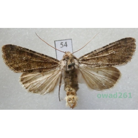 Sideridis turbida (Esper, 1790) Czech54